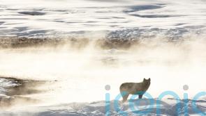Montana judge lifts restraining order limiting wolf hunting
