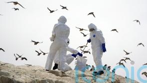 Bird flu outbreak in Scotland could be behind curve, expert warns