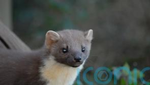 Pine martens successfully breeding in New Forest, hidden cameras show