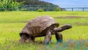 World’s oldest tortoise has seen off two world wars and the British Empire