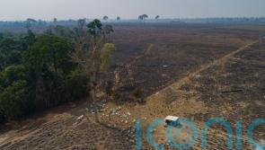 Amazon loses a tenth of its vegetation in four decades – report