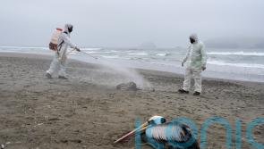 Pelicans dying as bird flu outbreak spreads to Venezuela