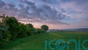 Campaigners call for target to increase hedgerows by 40% by 2050