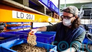 Researchers awarded grant to investigate use of edible insects in animal feed