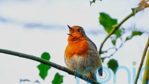 Rural robins ‘get more physically aggressive when exposed to traffic noise’