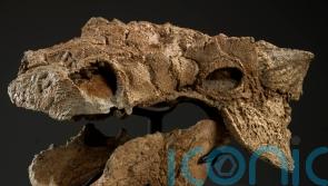 Ankylosaurs battled each other as much as they fought off T. rex
