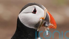 Climate change threatens almost 70% of puffins’ nesting sites, researchers warn