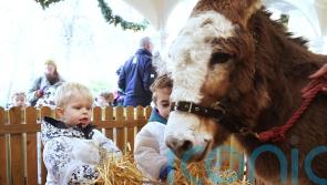 Live animal crib opens in Dublin’s Stephen’s Green park