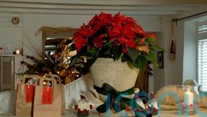 How to keep your poinsettia alive past Christmas