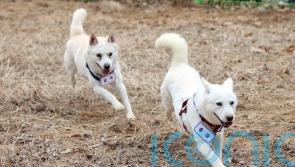‘Peace dogs’ given to South Korea by Kim Jong Un rehomed at zoo