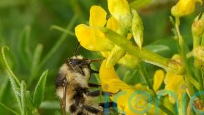 One of UK’s rarest bumblebees boosted by nature restoration on former farmland