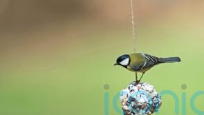 What festive food scraps can you give to birds?