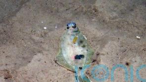 Huge reduction in damaging fishing in Dogger Bank following ban