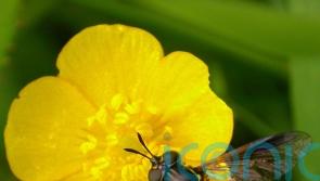 Bug splat survey shows ‘potentially catastrophic declines’ in insect numbers