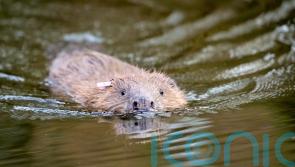 Beaver family to be moved to Loch Lomond