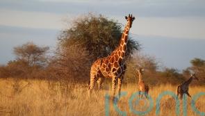 Wildlife charity co-founded by British actress ‘delighted’ by giraffe twins