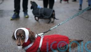 In Pictures: Sausage dogs show off festive finery during winter walk