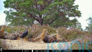 Hidden cameras used to monitor capercaillie populations