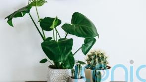 New Year, new houseplant – what will be big in 2023?