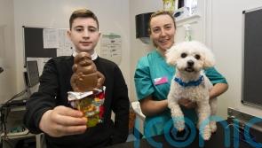 Veterinary charity warns pet owners over danger of festive treats