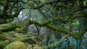 Turn nature pledges into action, governments urged after ‘landmark’ deal struck