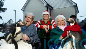 Widget and Pringle the penguins join care home residents for Christmas carolling