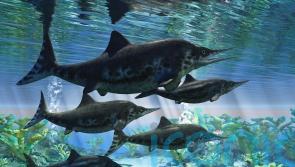 Mystery fossil site ‘could be ancient maternity ward’