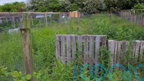 Allotment beginners – what to do if your new plot looks like a shambles