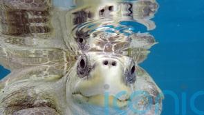 Rescued turtle who would not have survived in the wild arrives at new UK home