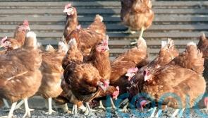 Poultry feed deal set for in-depth probe amid competition concerns