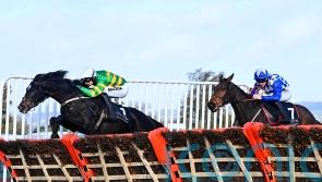 Exciting prospect Cougar all set for Christmas test