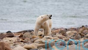 Canadian polar bears dying in high numbers, study finds