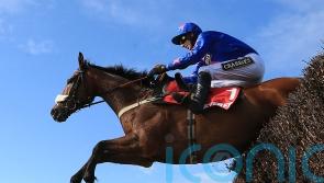 Magical Cue Card was one of jumping’s brightest stars
