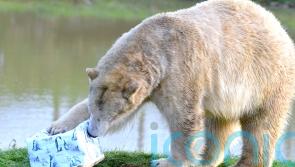 Christmas Day keeps park rangers busy with festive presents for zoo animals