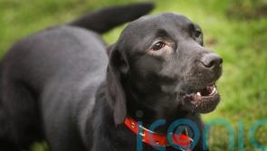 Cost-of-living crisis has increased demand for pet food banks, says charity