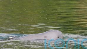 Deaths of three endangered dolphins in Cambodia spark alarm
