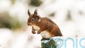Red squirrel protection methods could be more effective – research