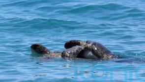 Turtle population thriving in Cyprus thanks to MoD and civilian volunteers