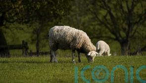 Almost 30 sheep killed in one of ‘worst’ livestock attacks seen by Kent police