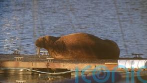 Thor the wandering walrus turns up again – this time in Northumberland