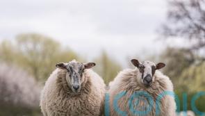How effective is wool in the garden?