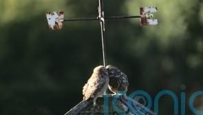 ‘Heart-warming’ photograph of little owls wins South Downs photography prize