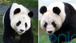 Edinburgh Zoo’s giant pandas to return to China this year