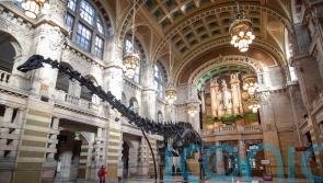 UK’s ‘most popular’ dinosaur Dippy heading to Coventry