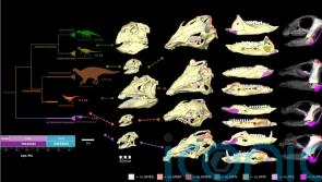 Plant-eating dinosaurs had varied eating styles, skull analysis suggests