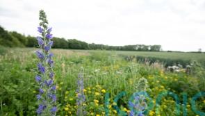 Bird populations boosted when 10% of farmland devoted to nature measures – study