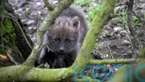 Maned Wolves bring excitement to Yorkshire wildlife park