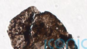 ‘Sunscreen’ in ancient pollen ‘points to mass extinction caused by UV radiation’