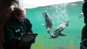 Penguins to return to zoo enclosure after avian influenza all-clear
