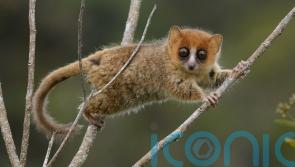 Extinctions ‘may threaten Madagascar’s biodiversity for 23 million years’